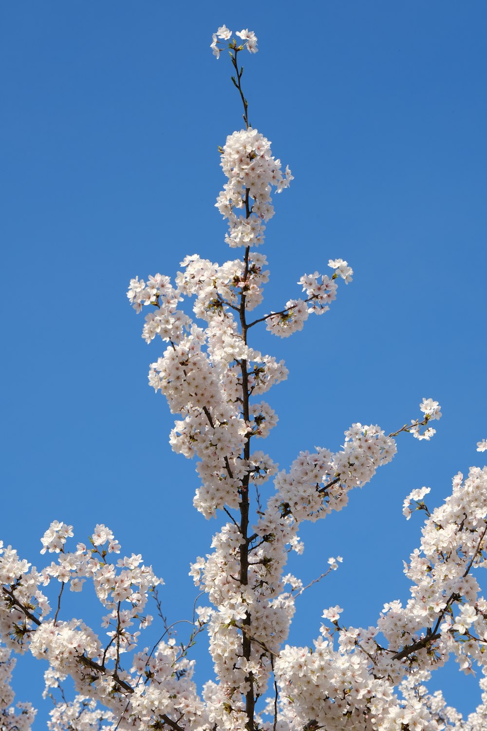 a tree with white flowers in front of a blue sky