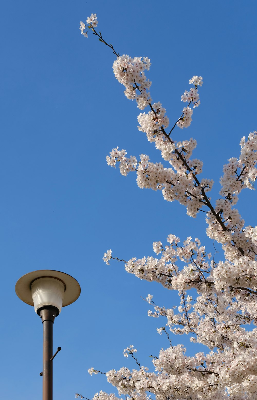a lamp post and flowering tree against a blue sky
