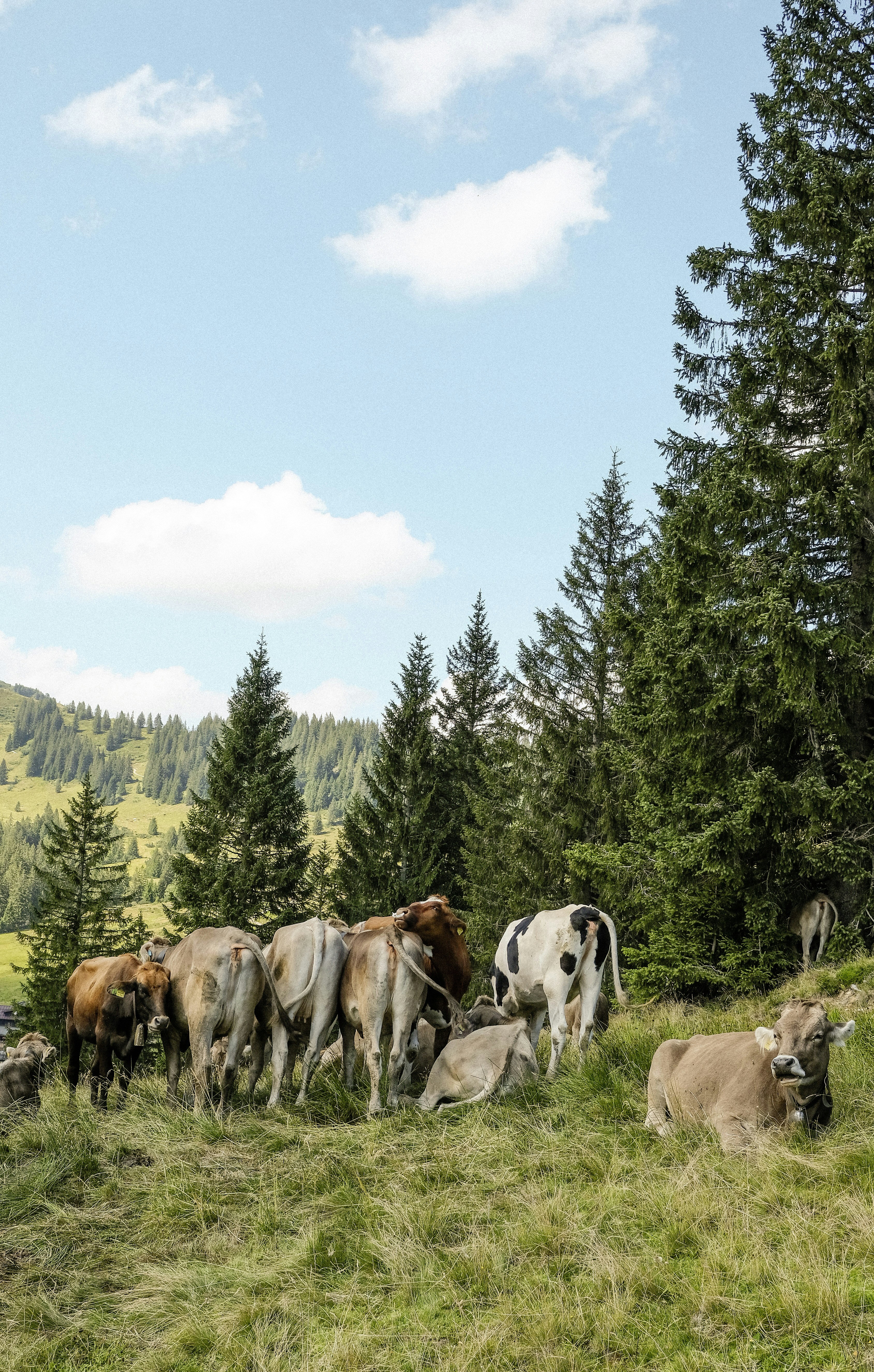 Photo by forest_tales