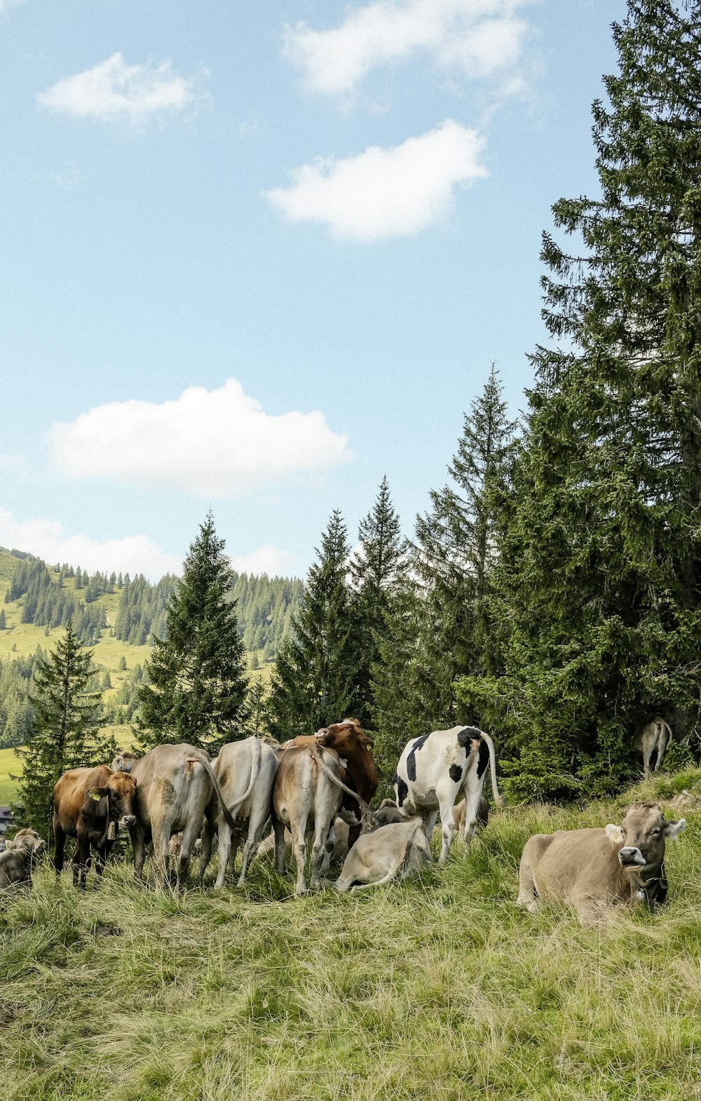 a herd of cattle grazing on a lush green hillside