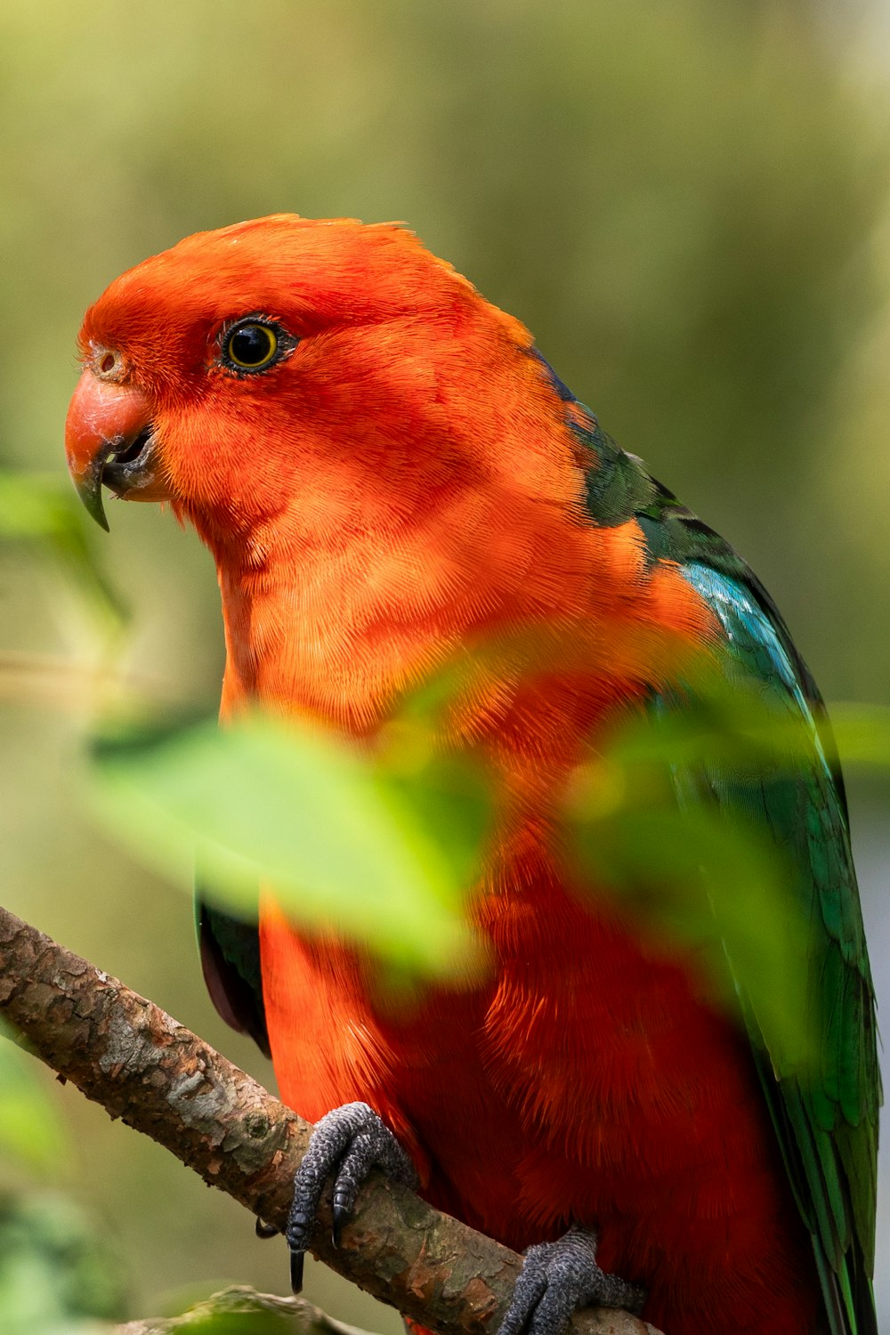 a colorful bird perched on top of a tree branch