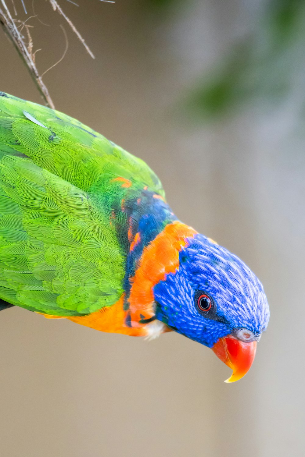 a colorful bird perched on top of a tree branch