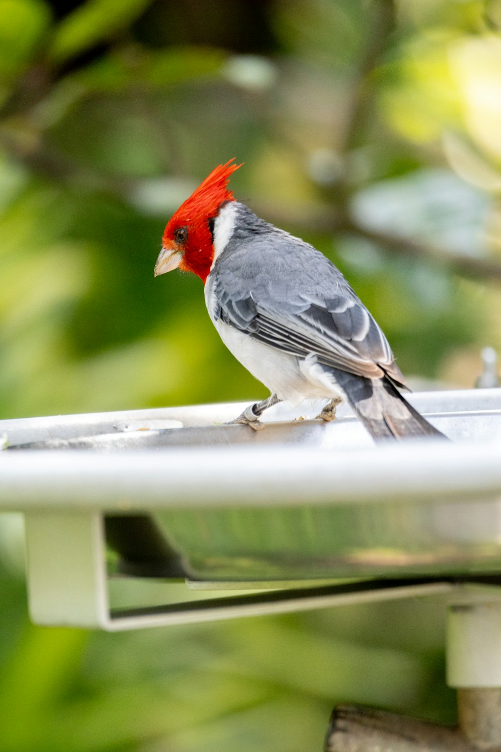 a bird with a red head sitting on a window sill