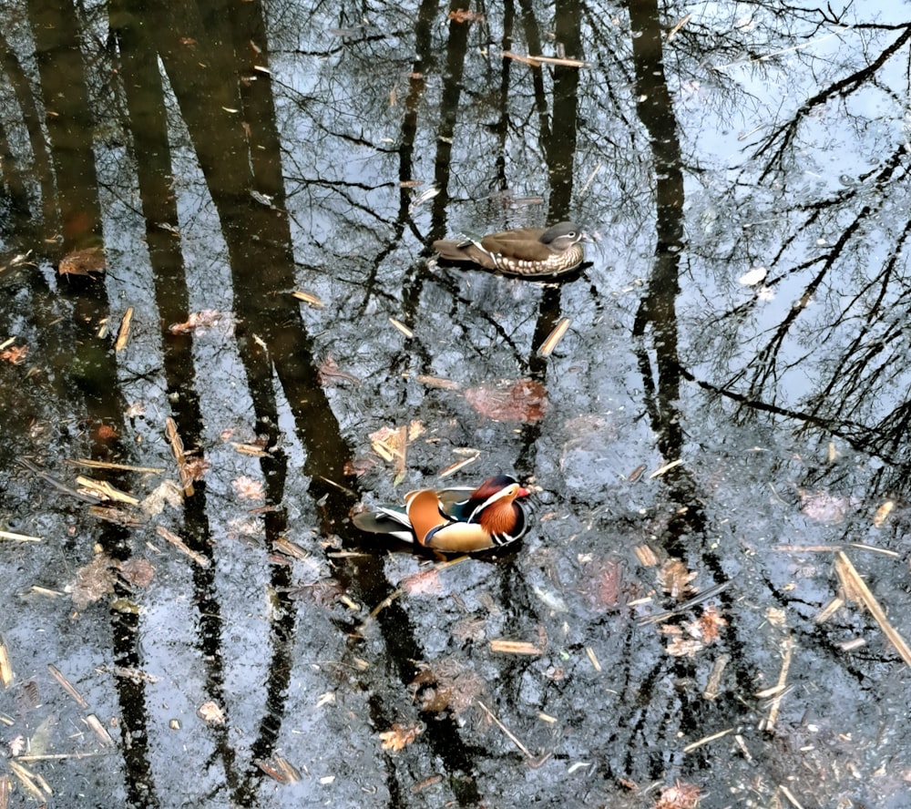 a couple of ducks floating on top of a body of water