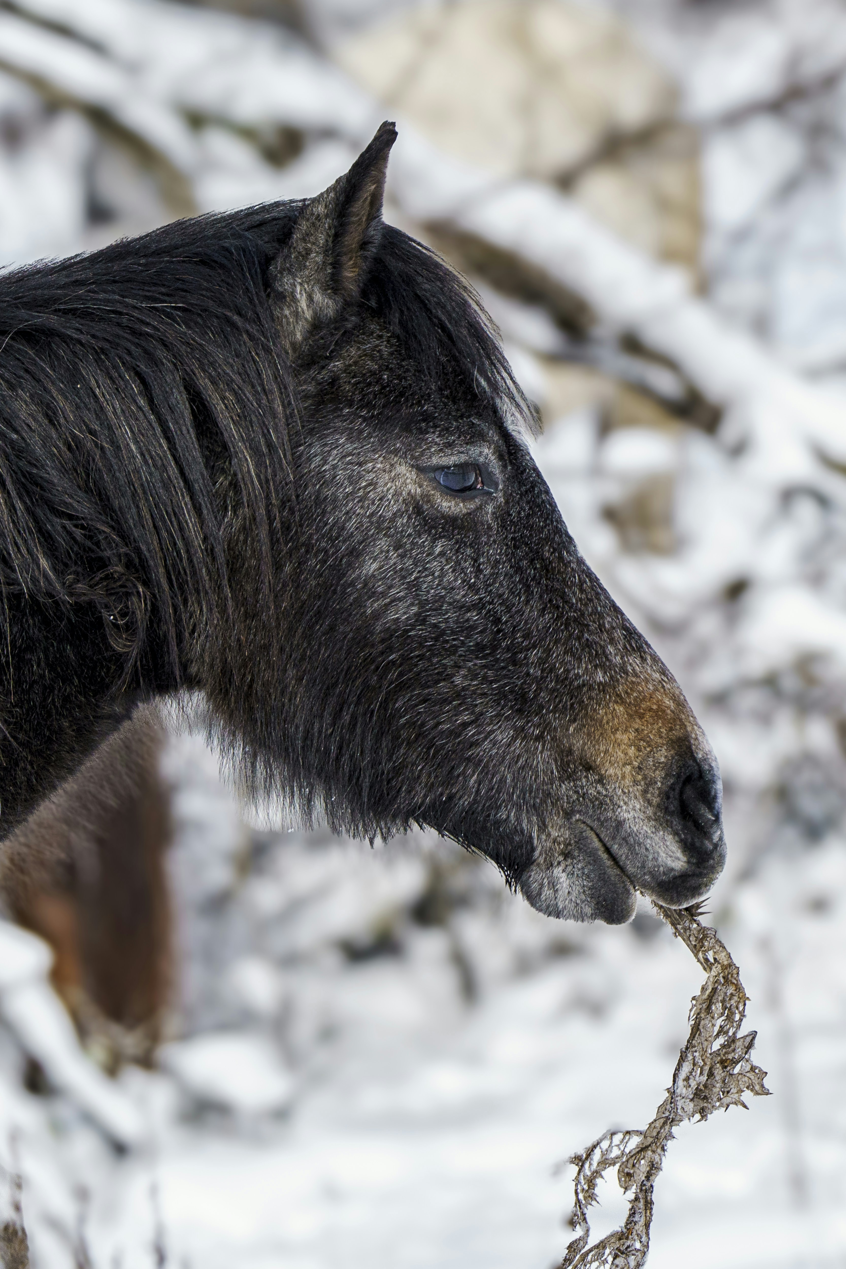 a close up of a horse in the snow