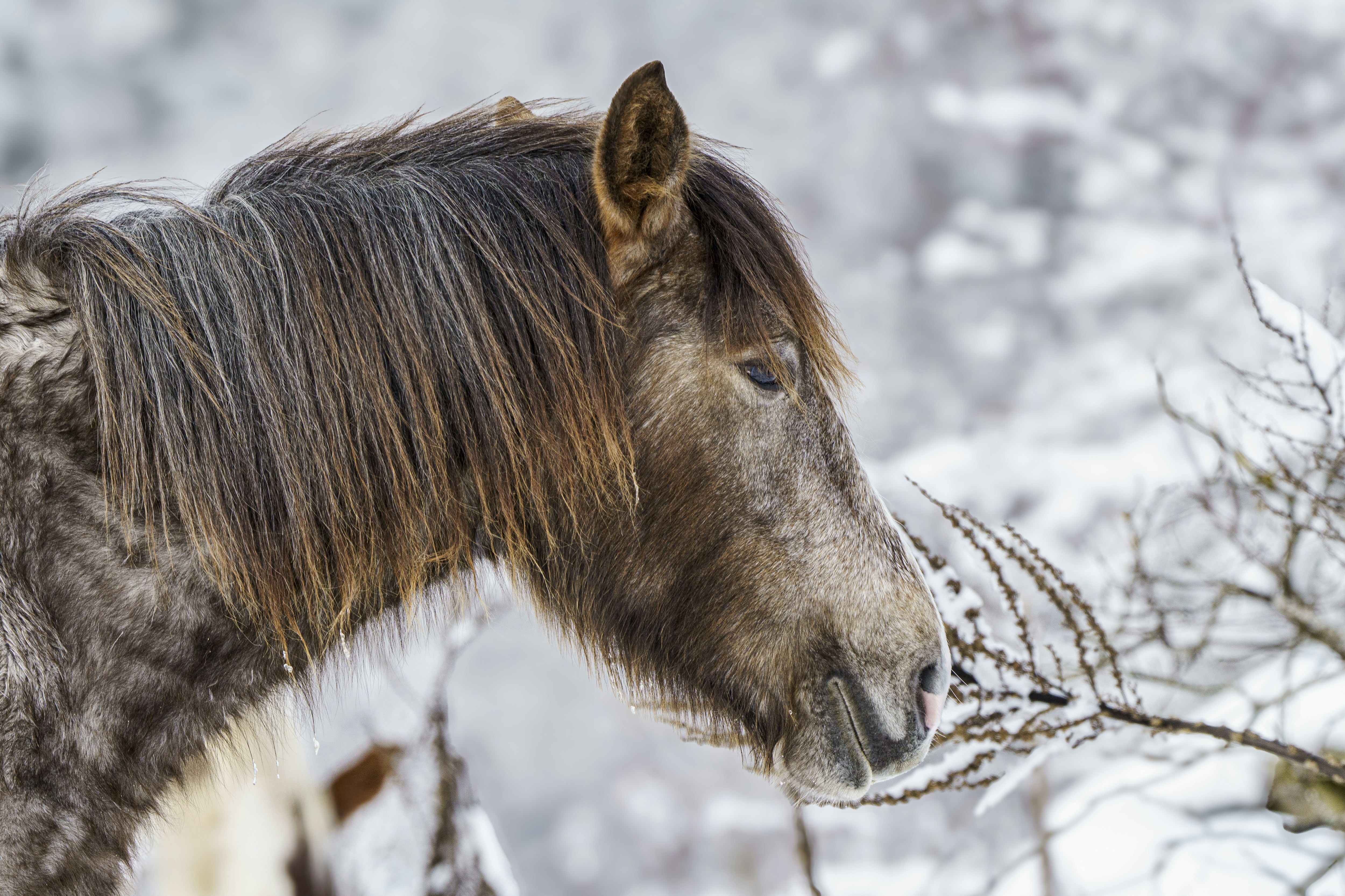 Wild horses in the snow