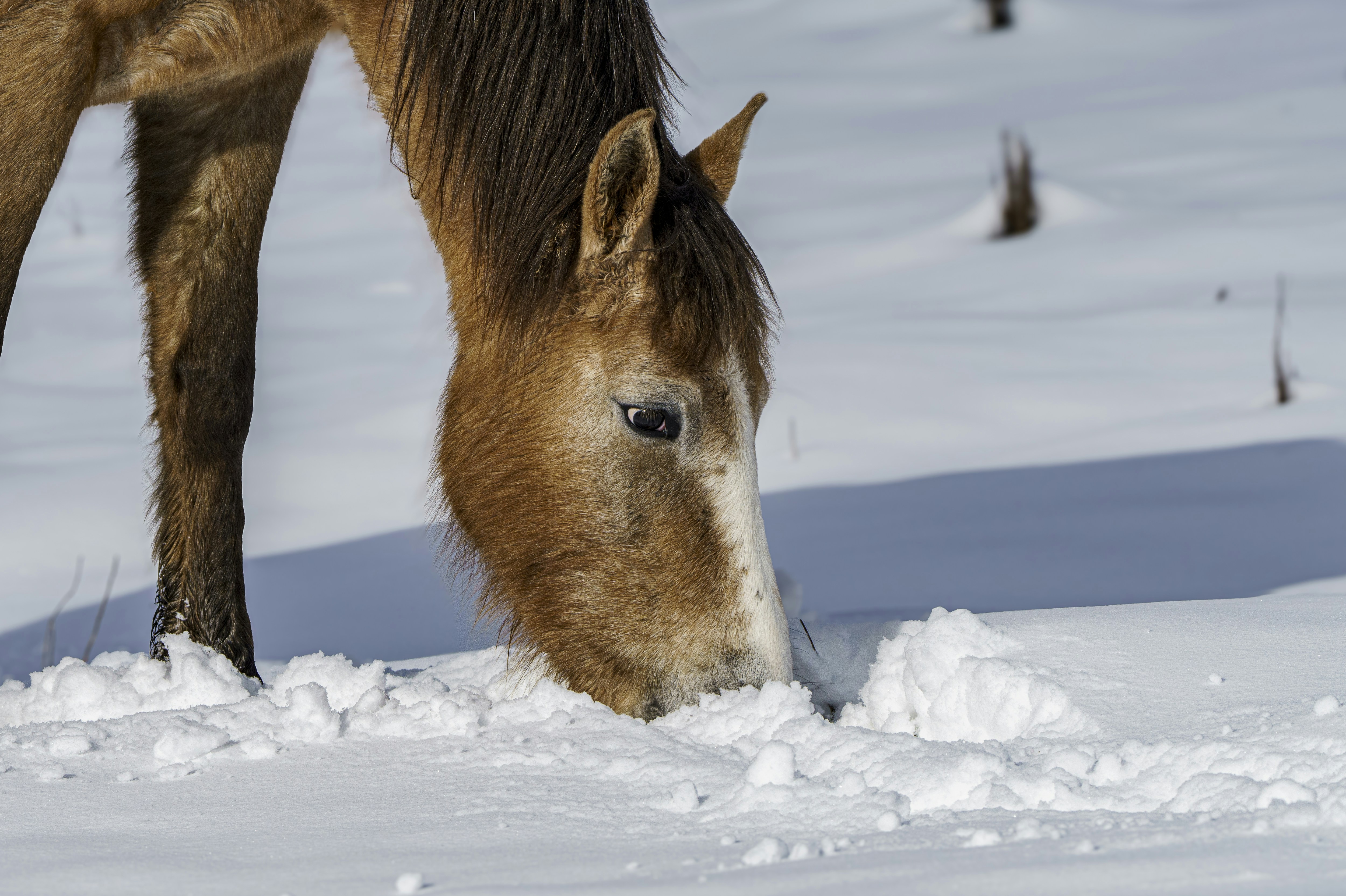 a brown horse standing on top of a snow covered field