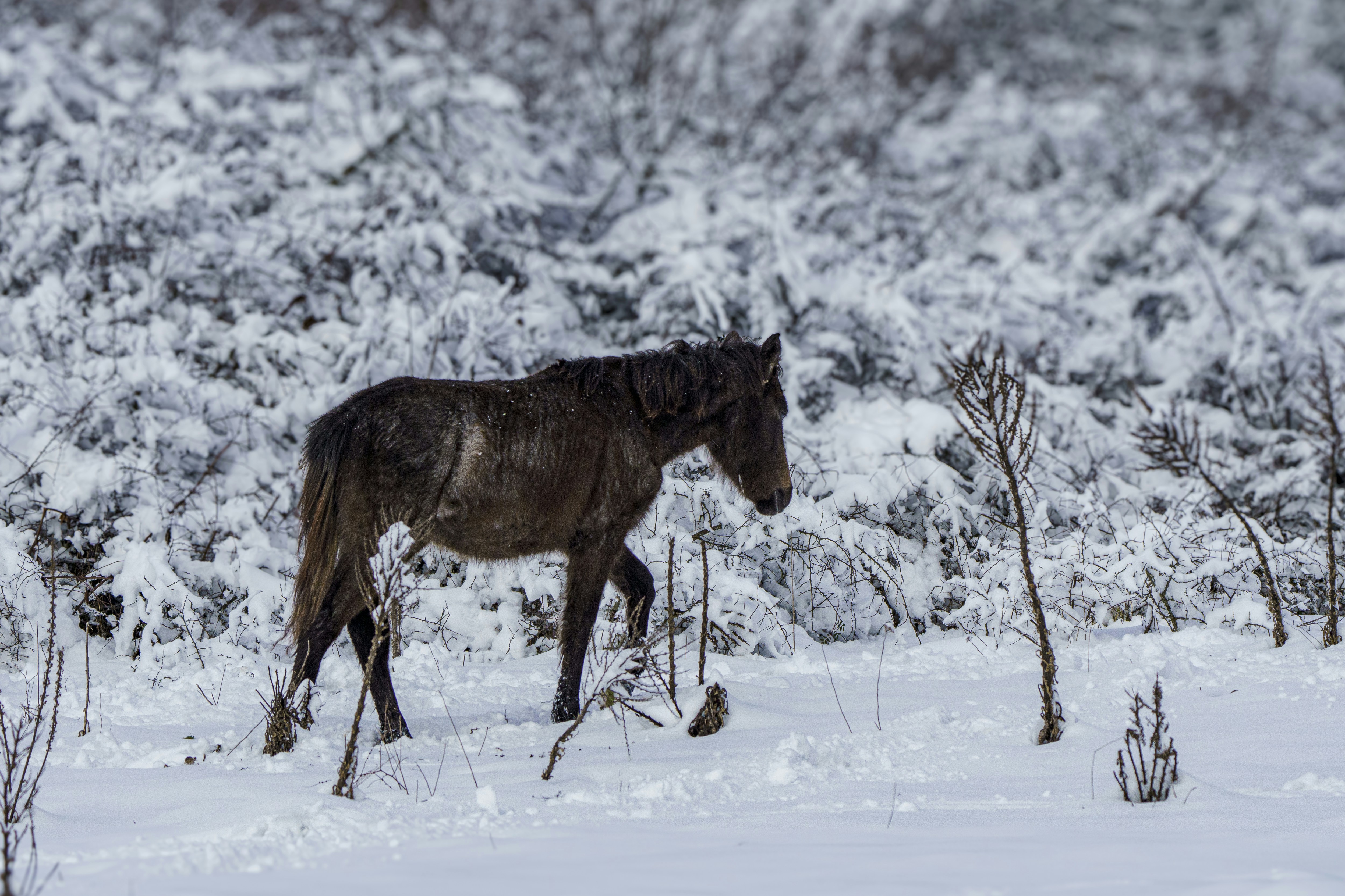 a horse is walking through the snow in a field