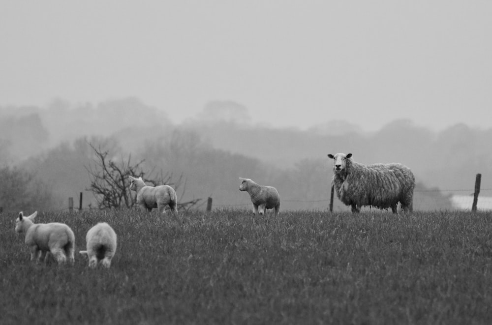 a herd of sheep standing on top of a lush green field