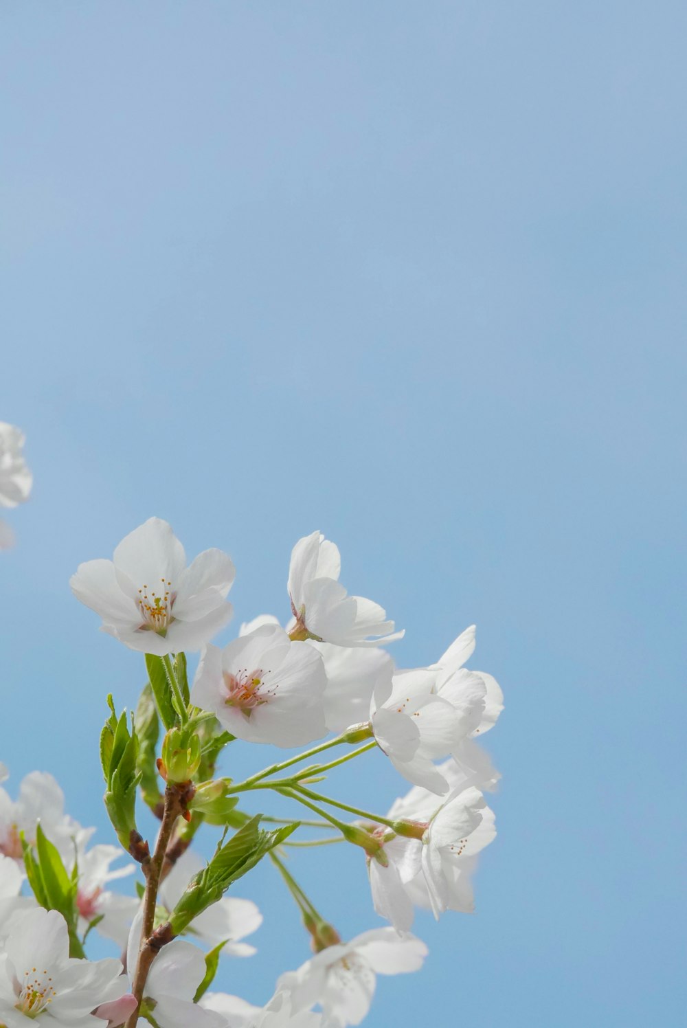 a branch of a cherry tree with white flowers