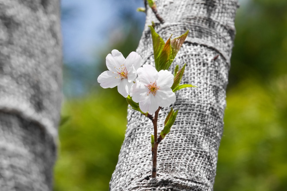 une fleur blanche pousse sur un arbre