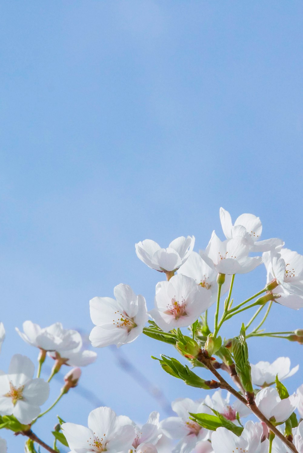 a bird is sitting on a branch of a flowering tree