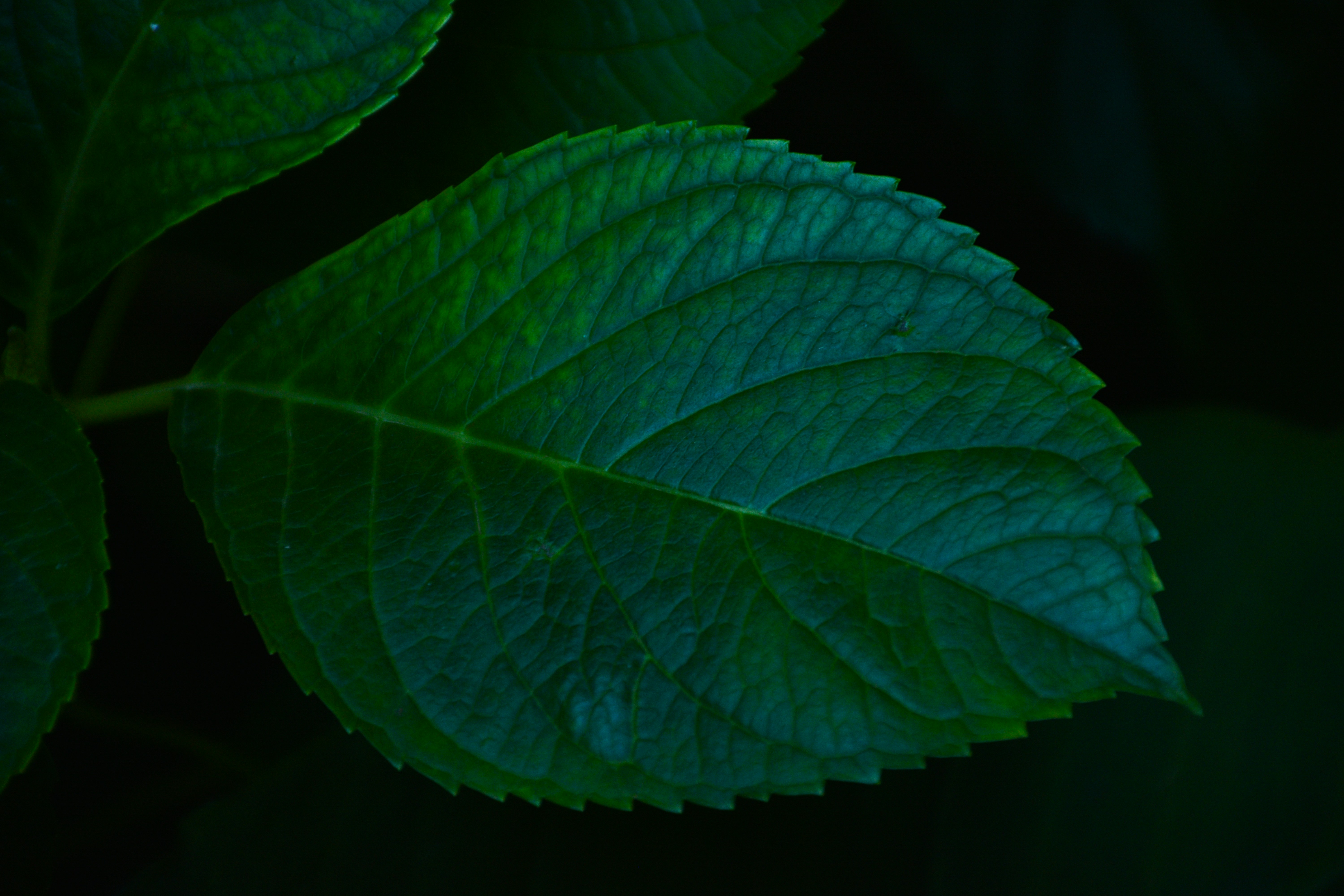 Photo by adam_skrinnikoff