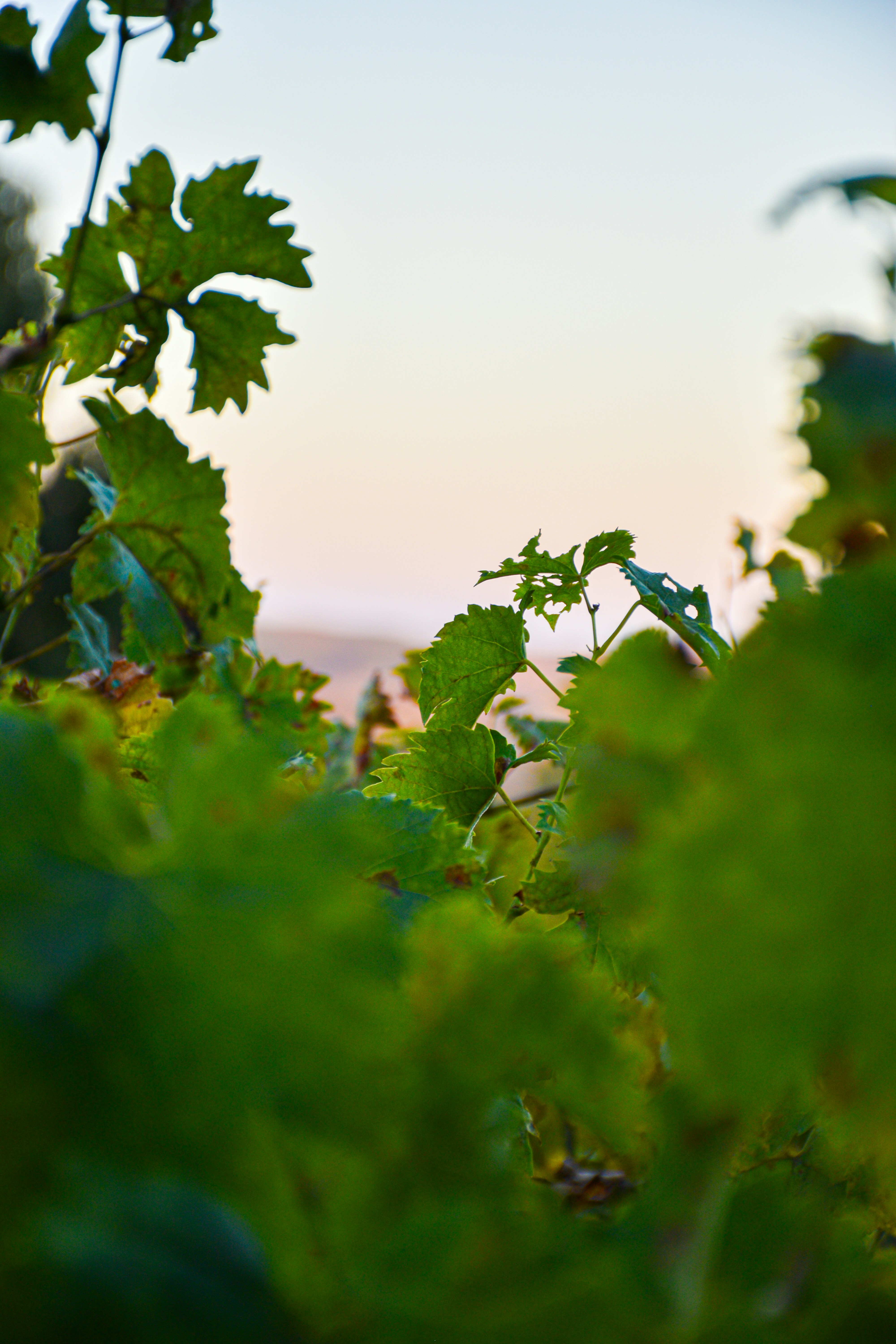 Photo by adam_skrinnikoff