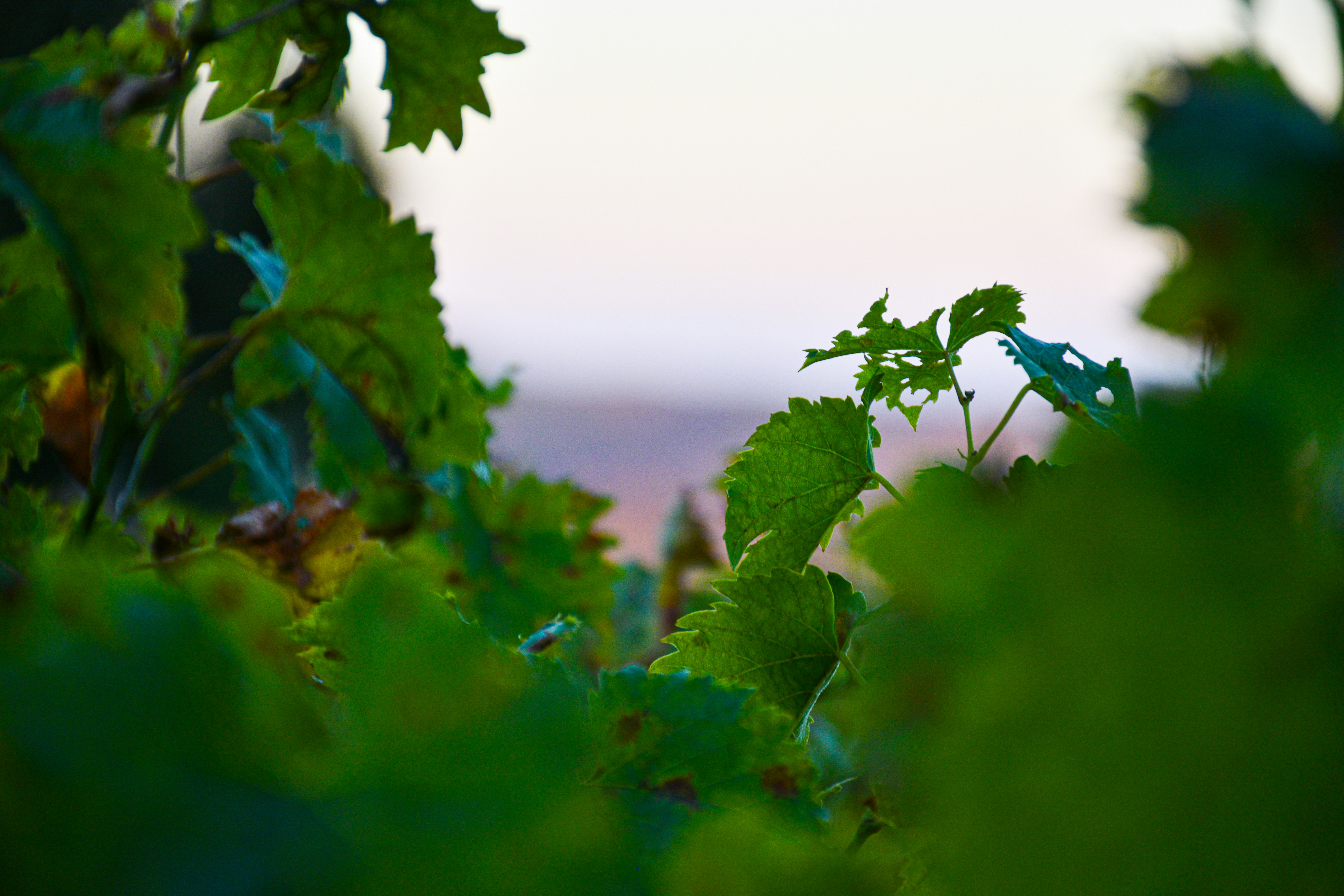 Photo by adam_skrinnikoff