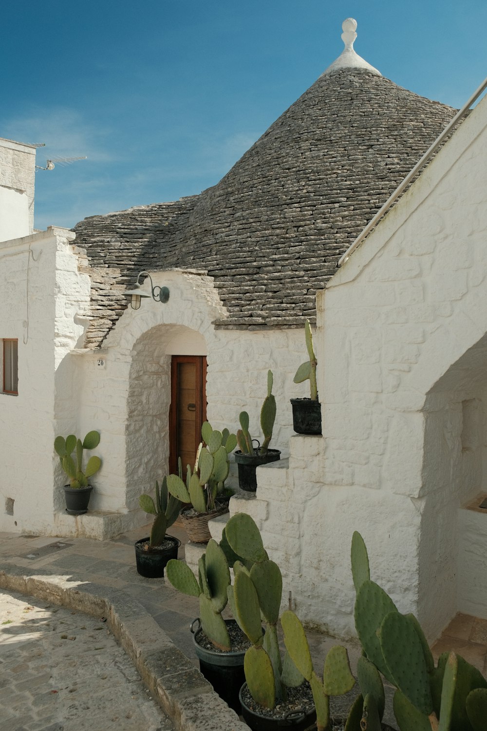 a white building with a cactus in front of it