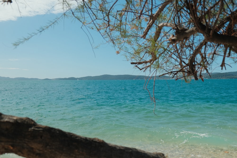 a body of water with a tree branch in the foreground