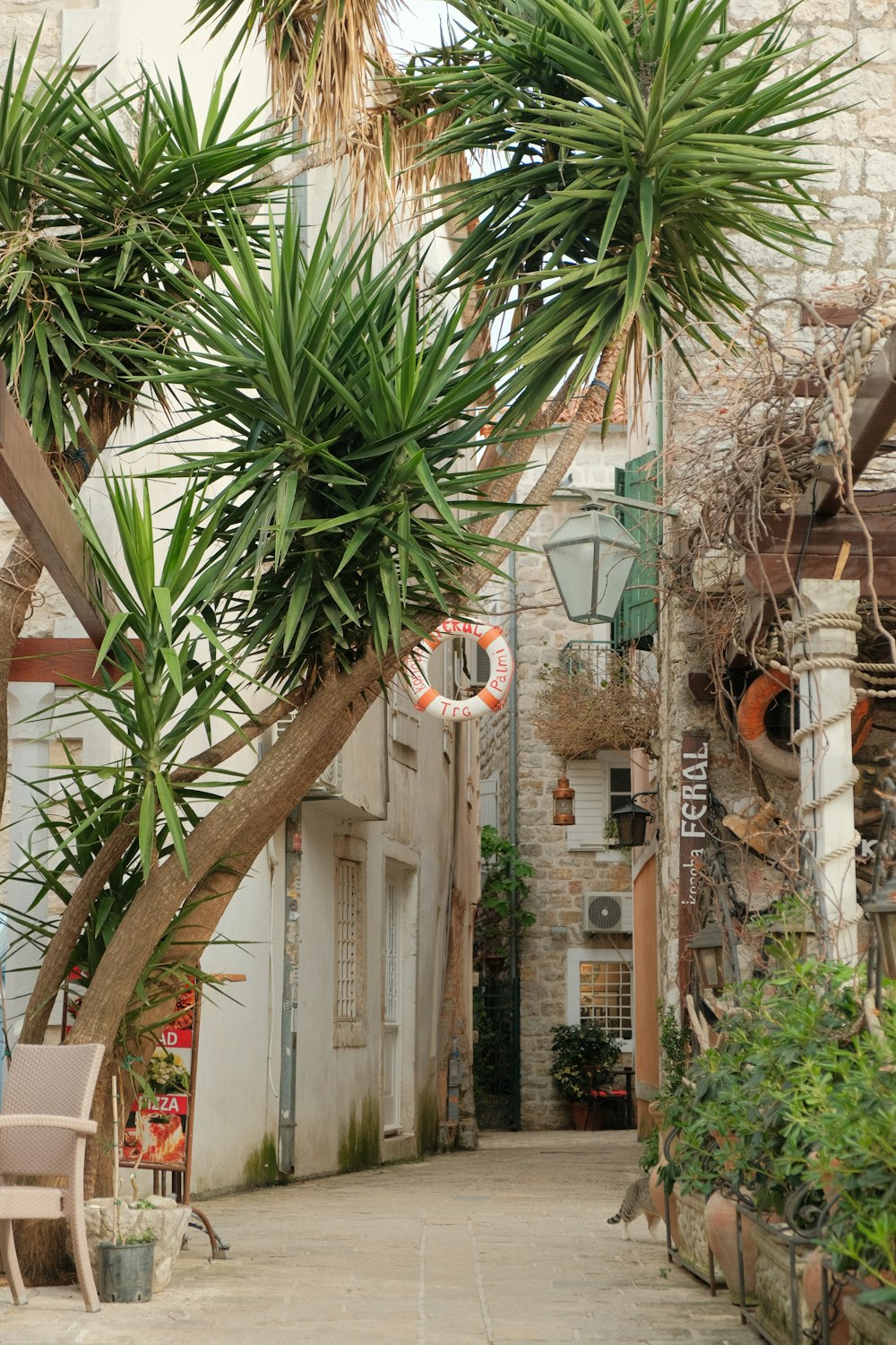 a palm tree in the middle of an alley way