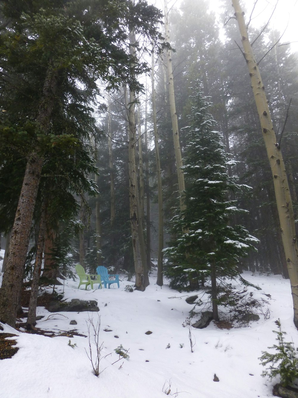 a couple of chairs sitting in the middle of a forest