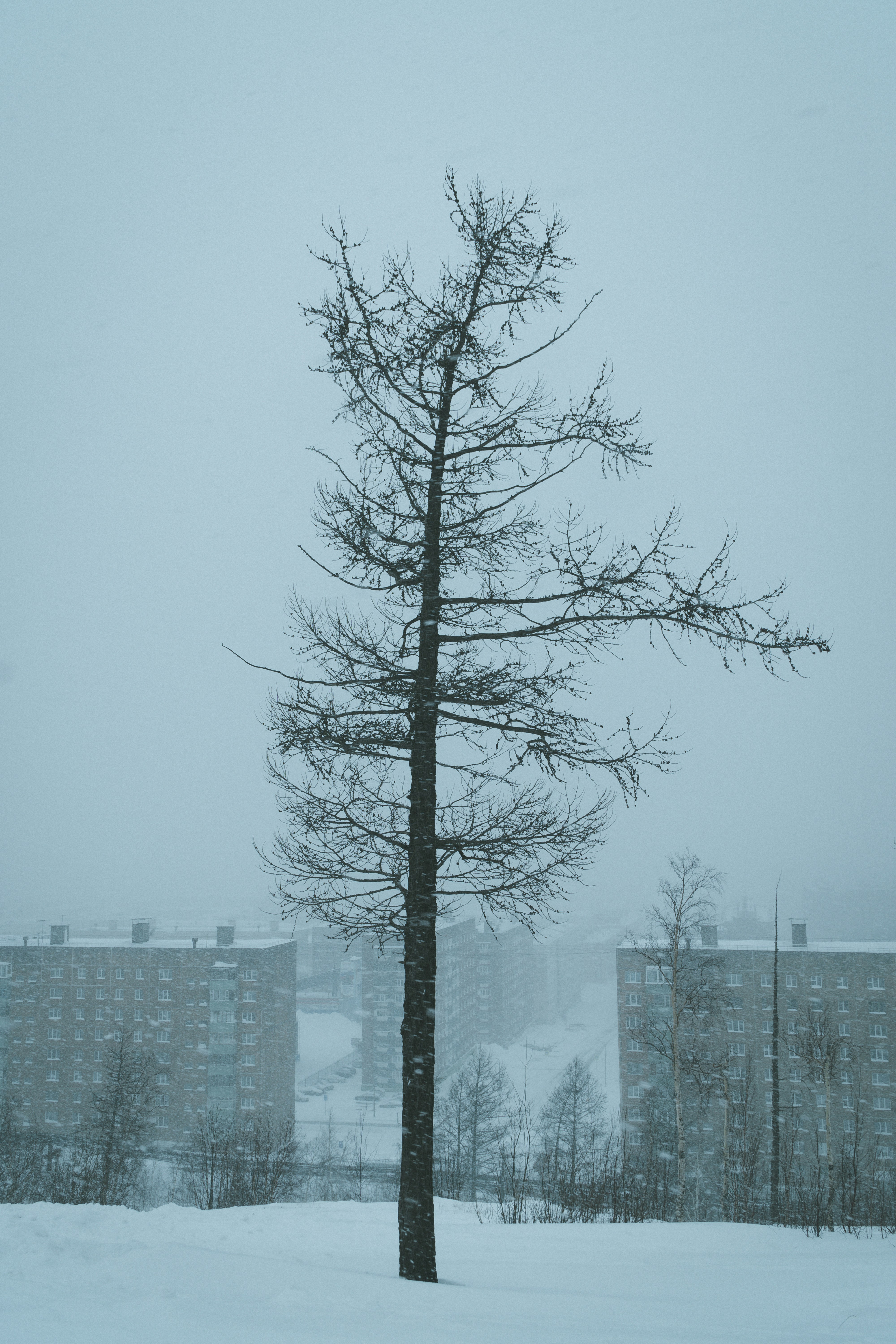 a lone tree in a snowy field with buildings in the background