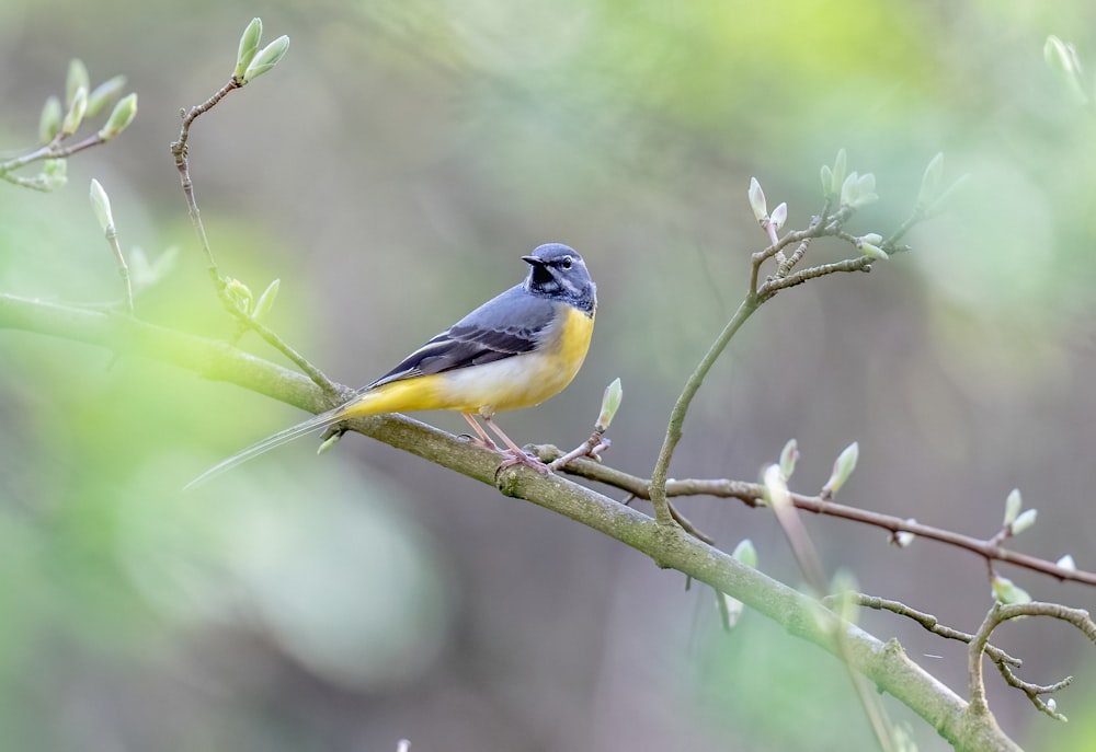 a small bird perched on a tree branch