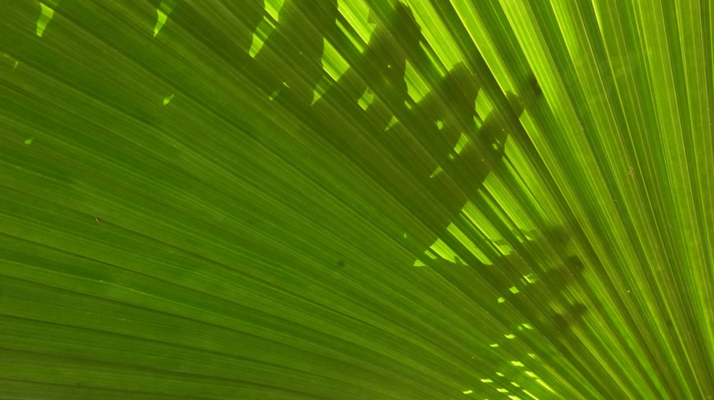 a close up of a large green leaf