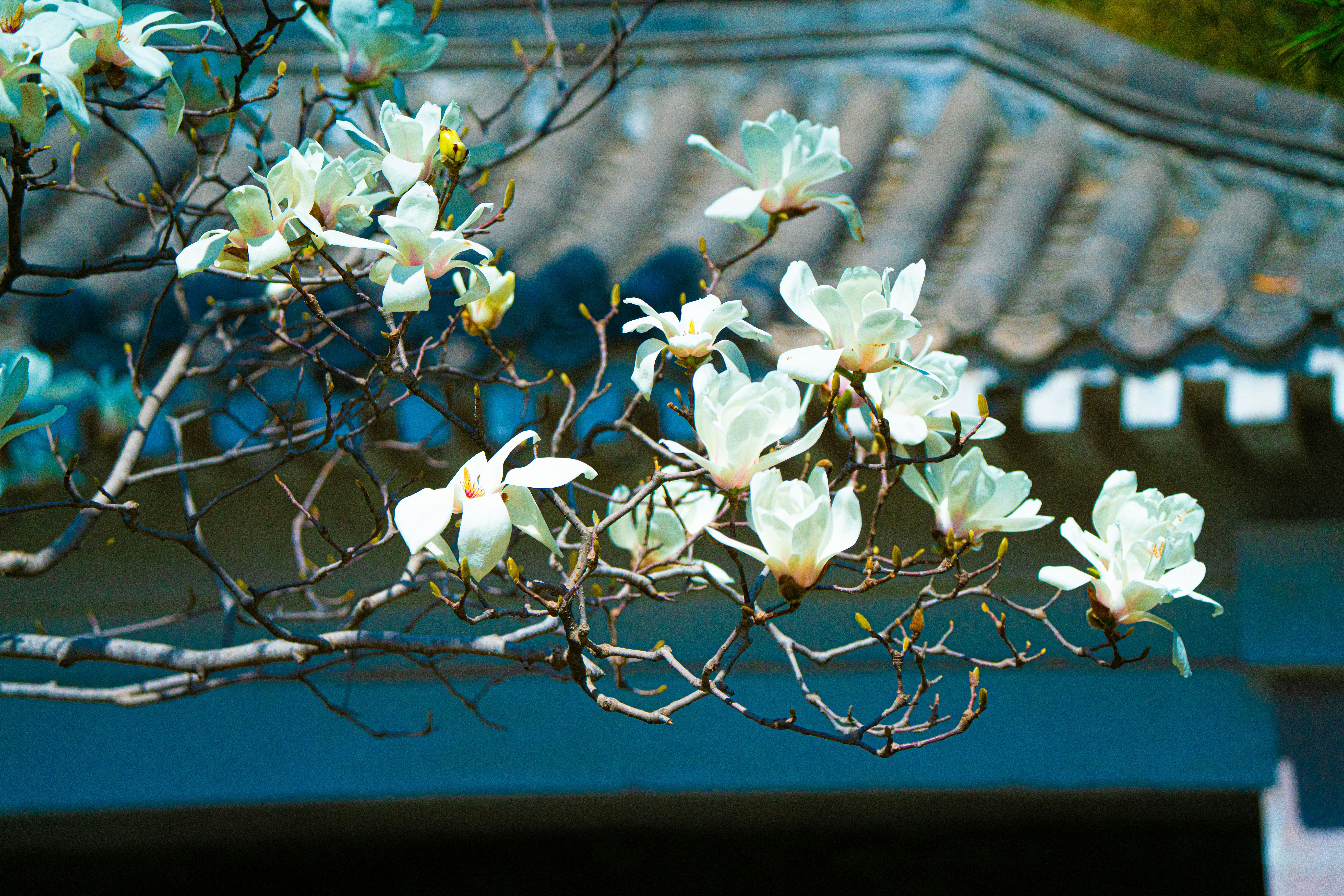 Photo by fanrenxiaosa