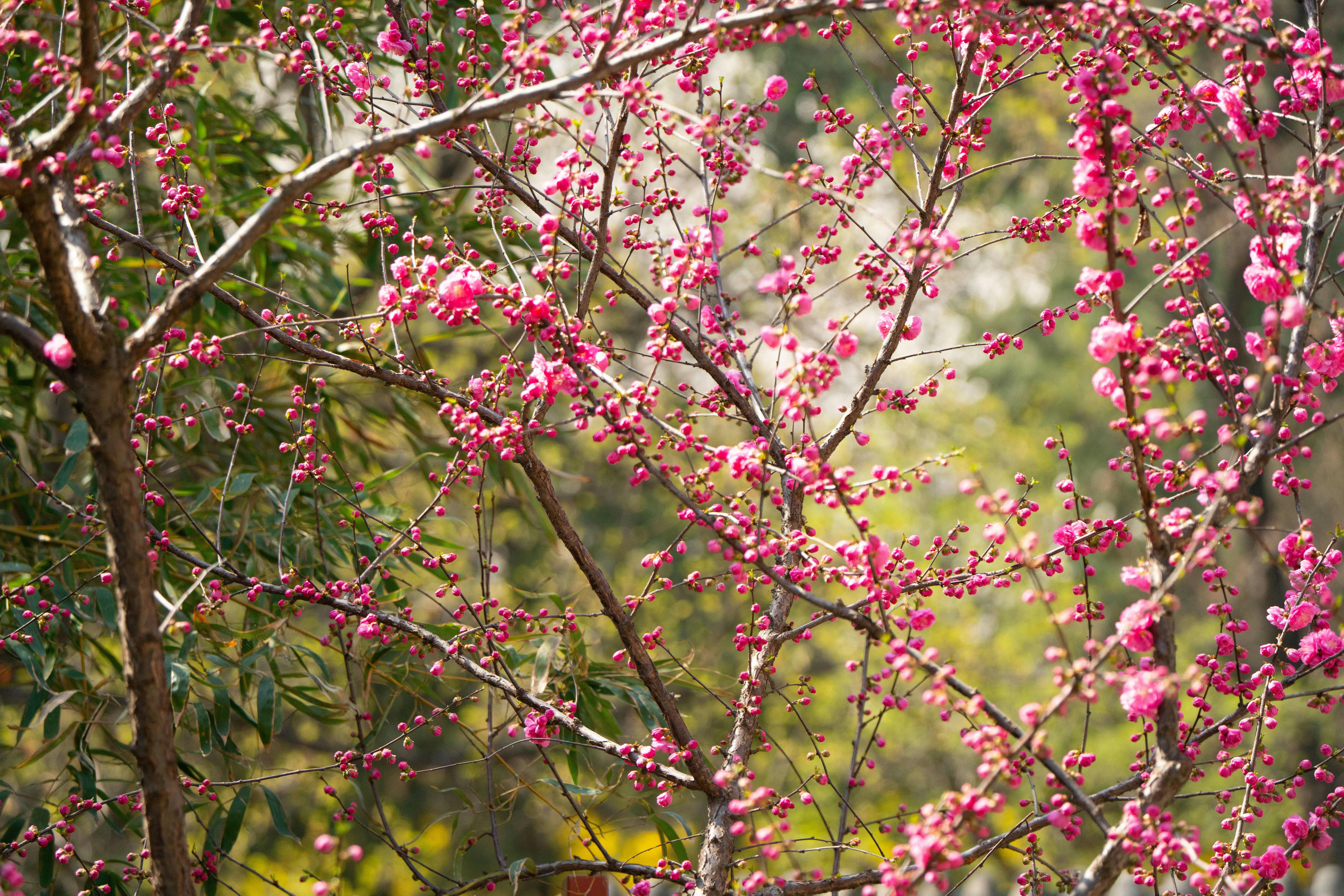 Photo by fanrenxiaosa