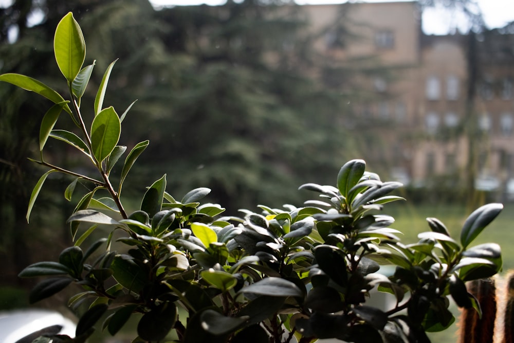 a potted plant in front of a building