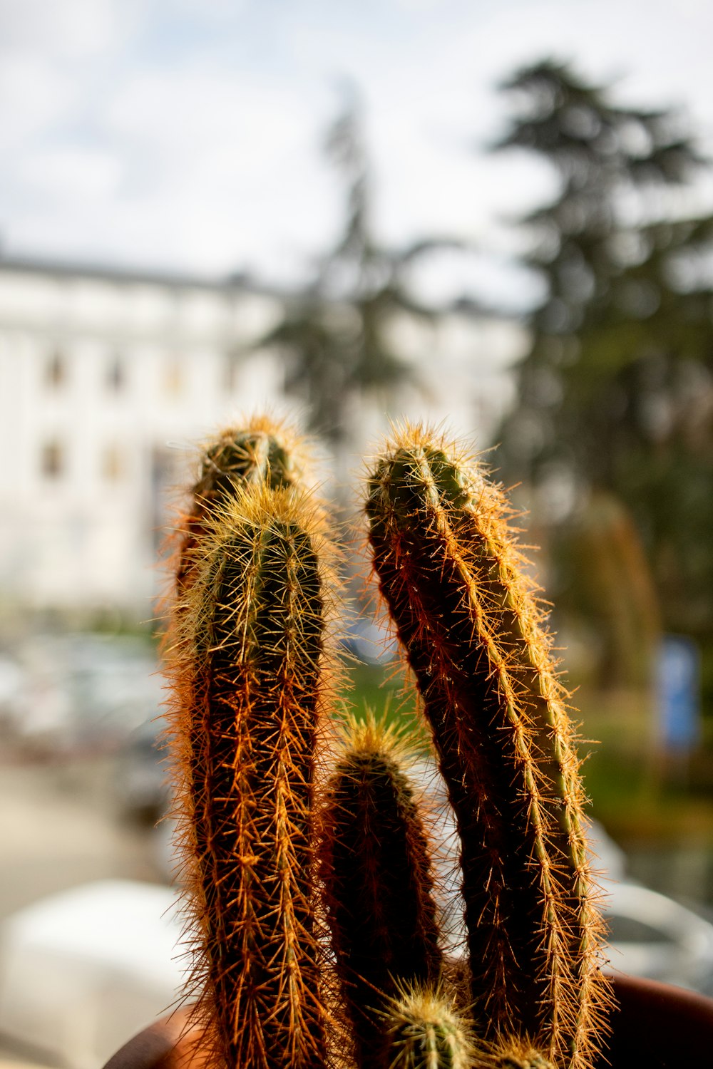 a close up of a small cactus in a pot