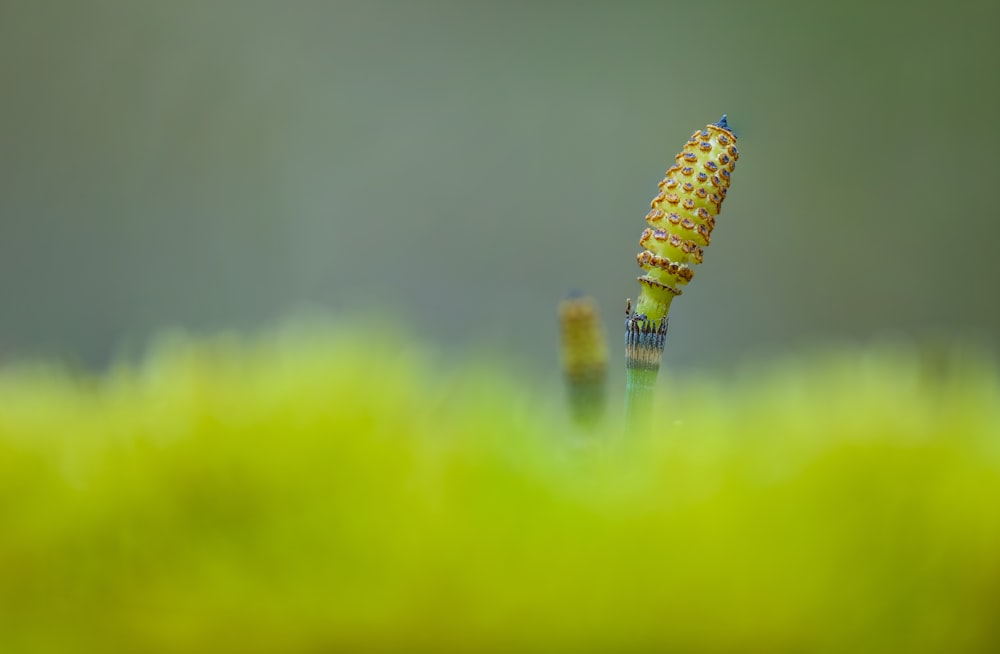 a close up of a plant with a bug crawling on it