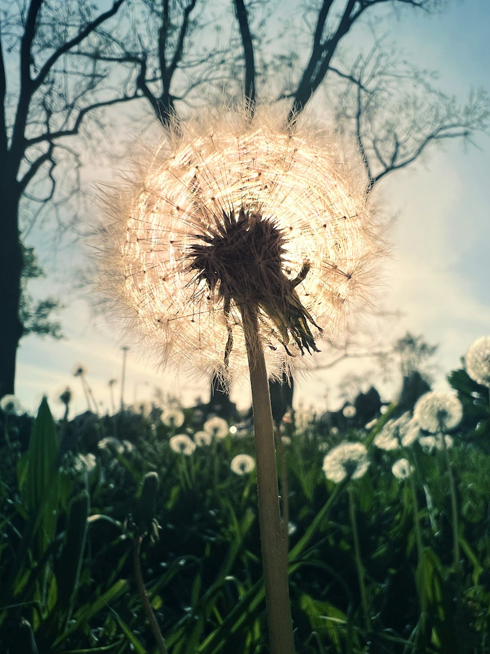 a dandelion blowing in the wind in a field
