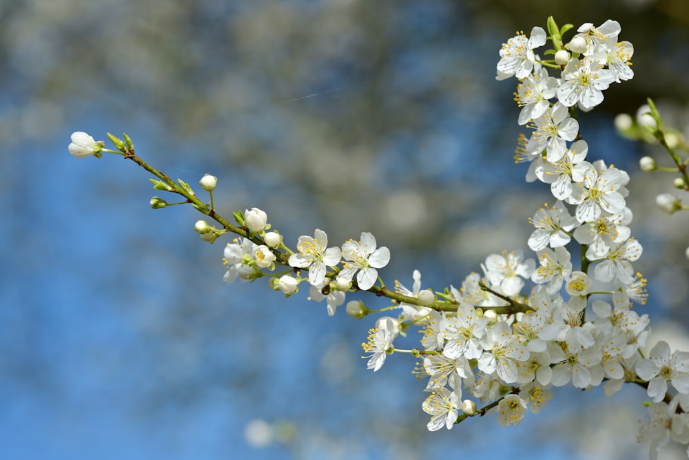 a branch with white flowers against a blue sky