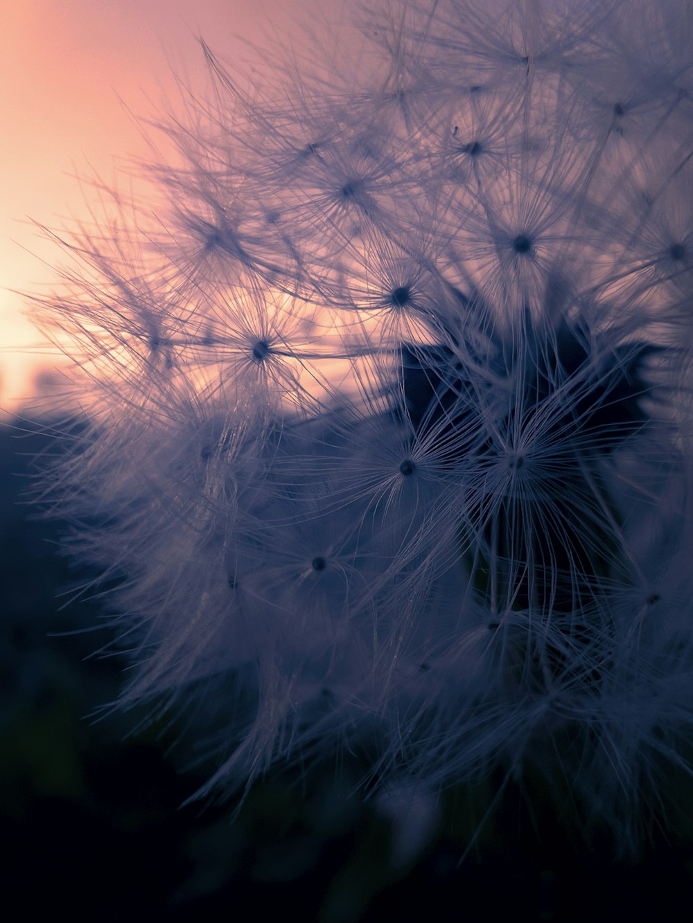 a close up of a dandelion with a sunset in the background