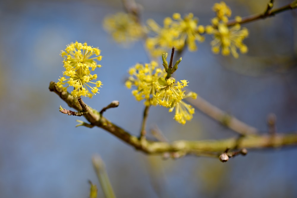 um galho de uma árvore com flores amarelas
