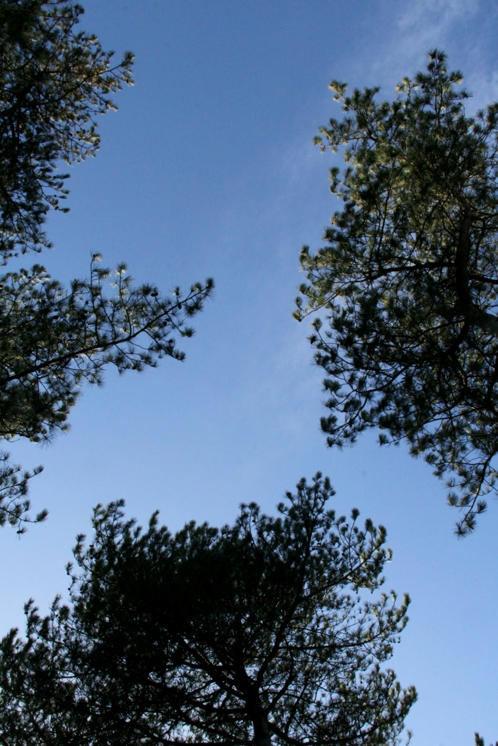 a group of trees with a blue sky in the background