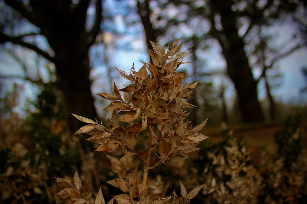 a close up of a leafy plant with trees in the background