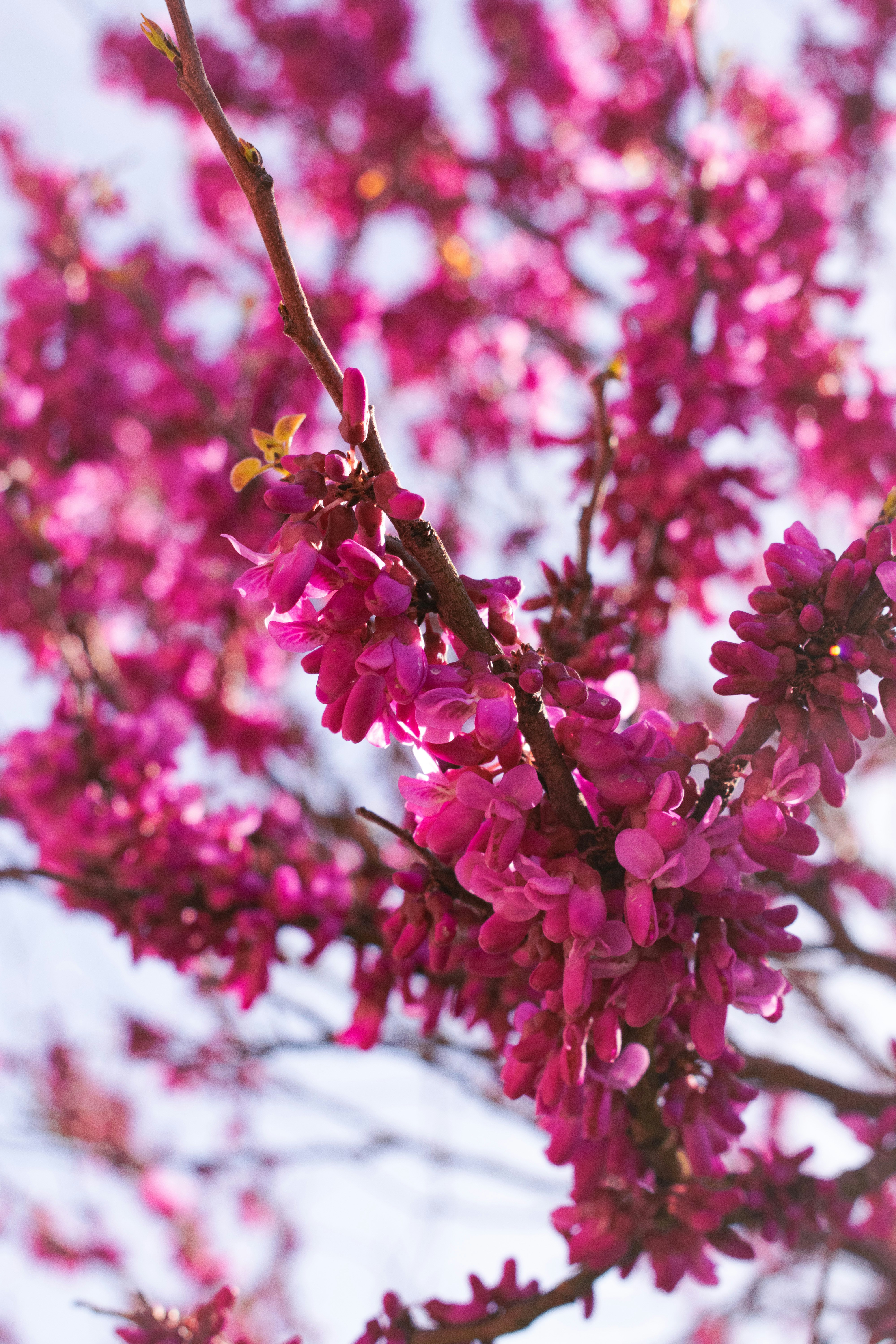 a close up of a tree with pink flowers