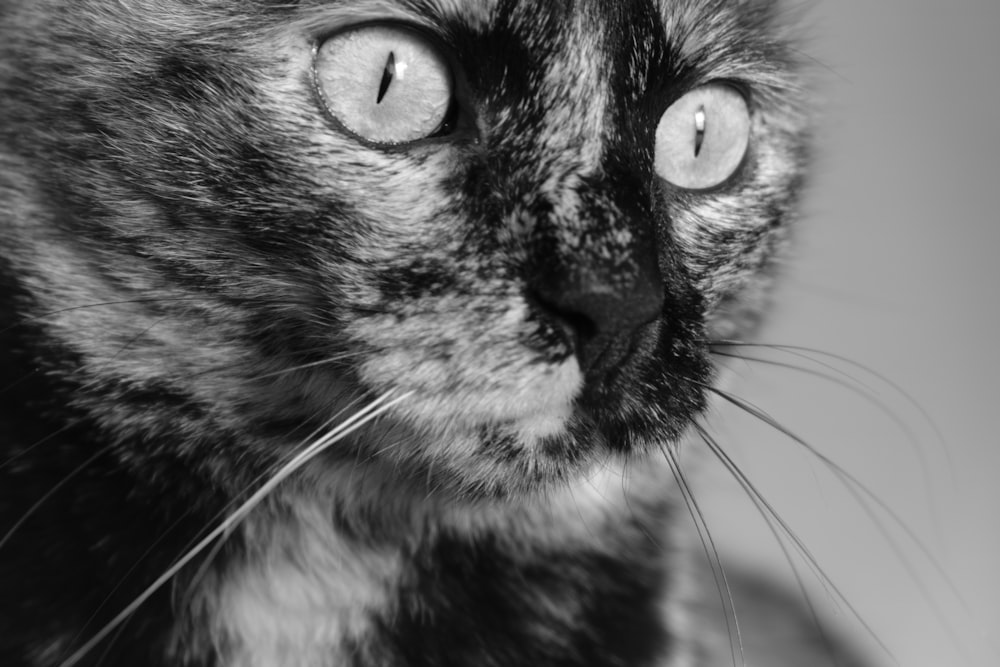 a black and white photo of a cat's face
