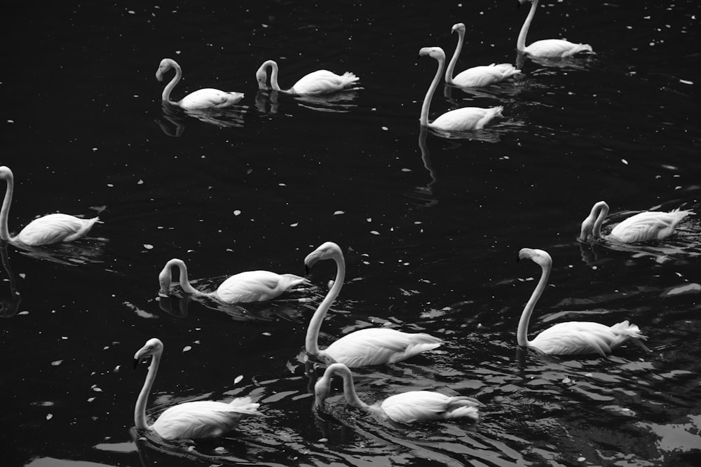 a flock of swans swimming in a pond