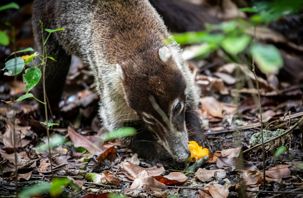 a small animal eating something on the ground