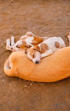 a couple of dogs laying on top of a dog bed