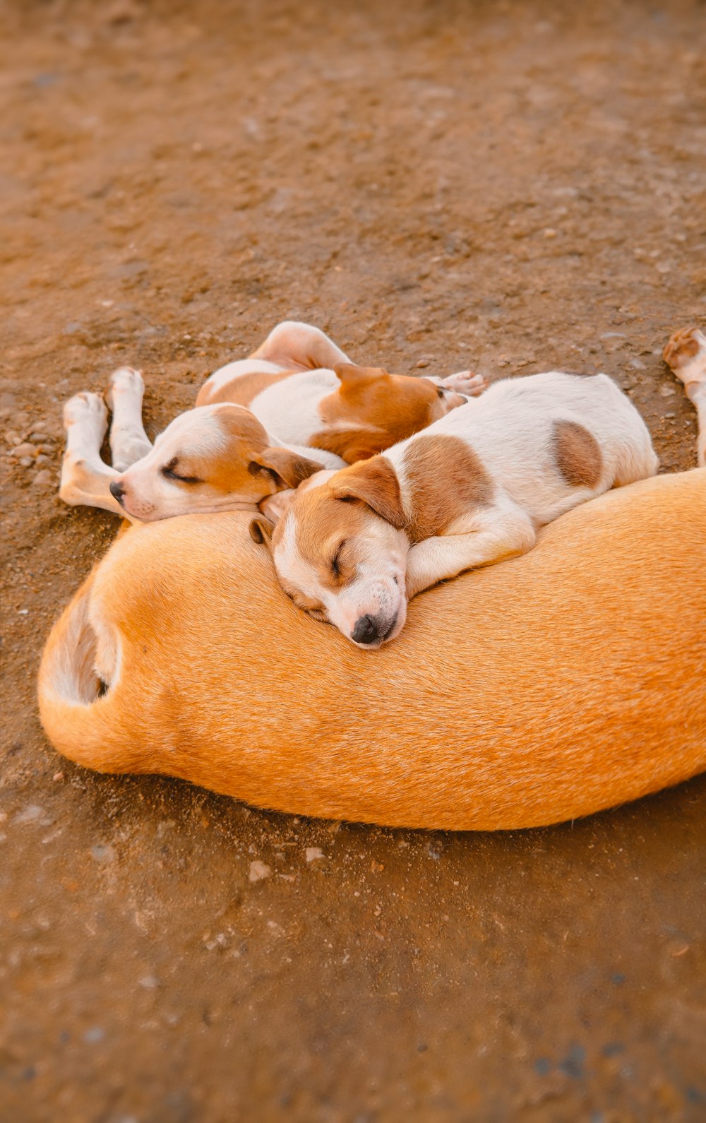 a couple of dogs laying on top of a dog bed