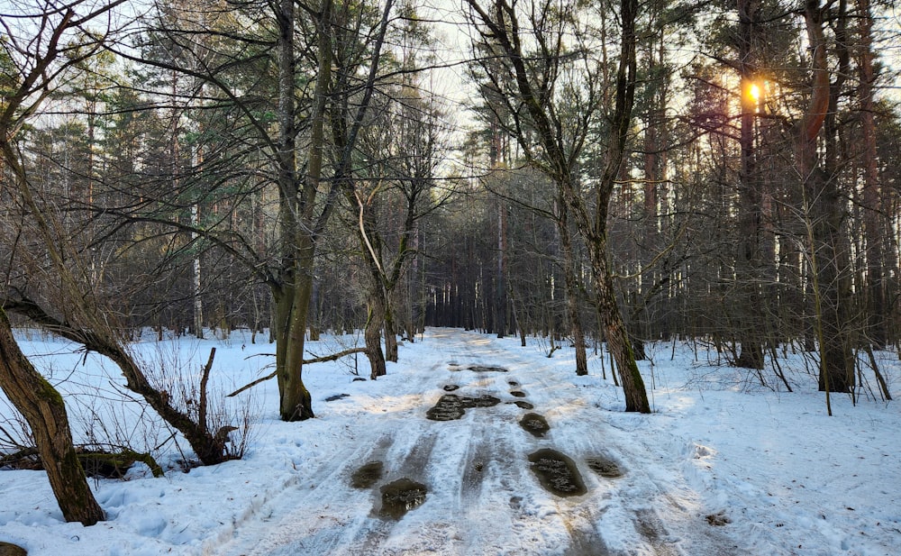 a trail in the woods is covered in snow