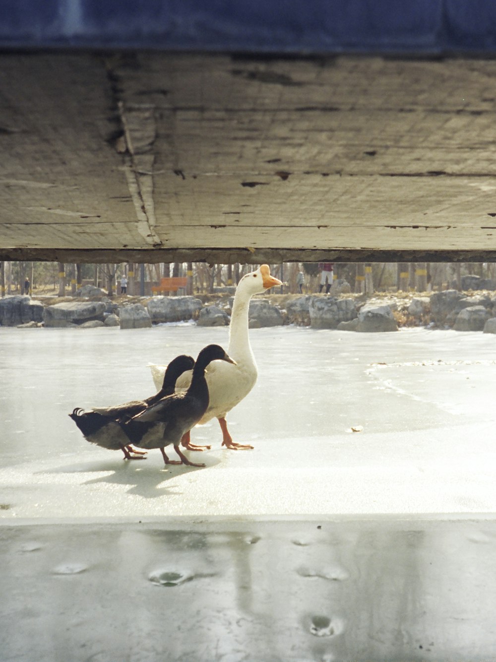 a couple of ducks walking under a bridge