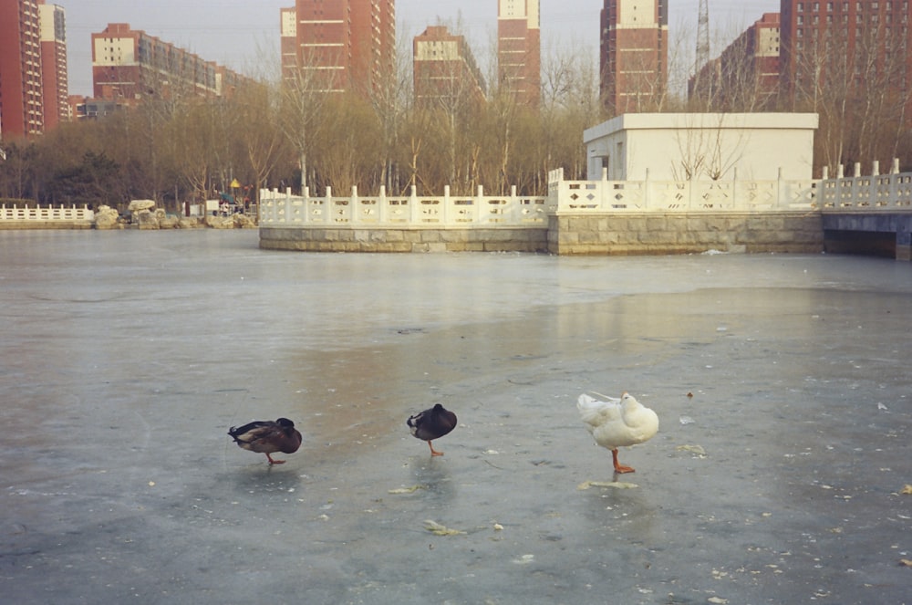 three ducks standing on ice in front of a city