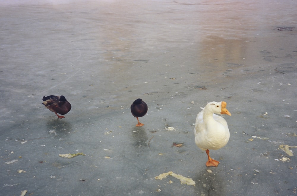 three ducks standing on ice on a frozen lake