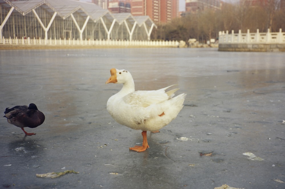 a couple of ducks standing on top of a frozen lake