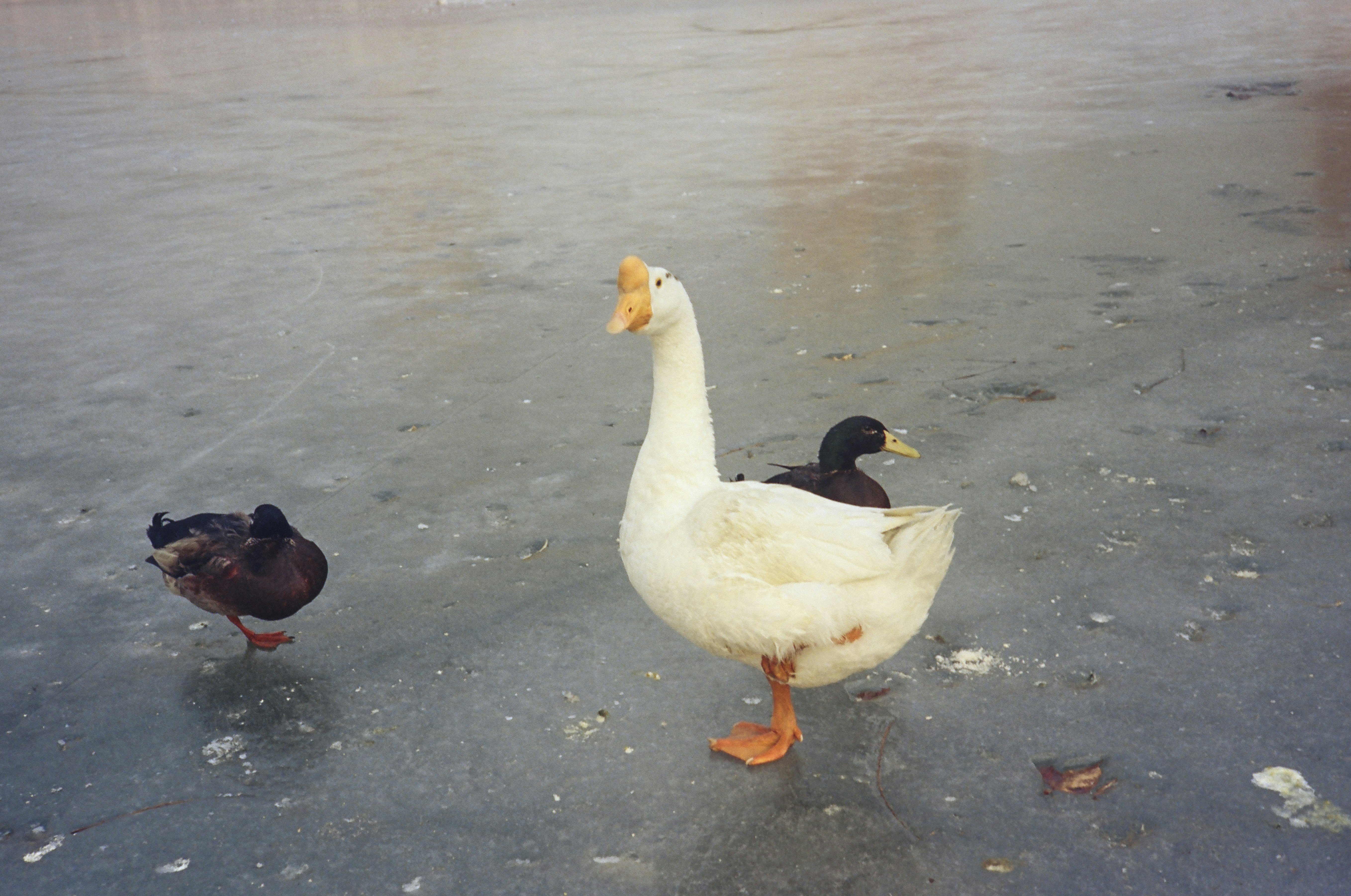 um par de patos em cima de um lago congelado