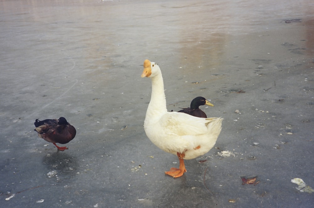 a couple of ducks standing on top of a frozen lake